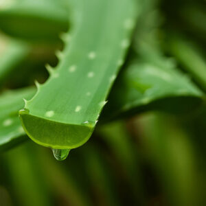 Aloevera for mature skin in Ayurvedic skincare after 50